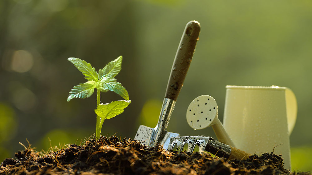 How Many Seeds Do You Need To Grow A Plant? » TechDailyTimes