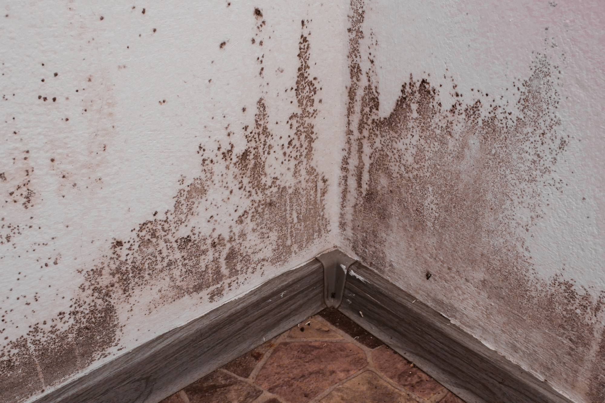 6 Ways To Avoid Mold In Your House